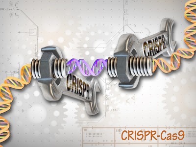 Batten Student, Professor Argue for Better Way to Get Genetically Modified Animals to Market